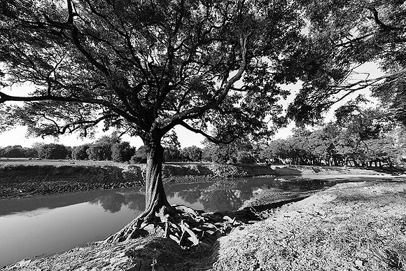 South Luangwa - ebony tree forest