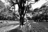 South Luangwa - ebony tree forest
