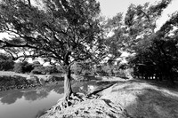 South Luangwa - ebony tree forest