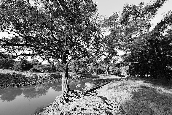 South Luangwa - ebony tree forest