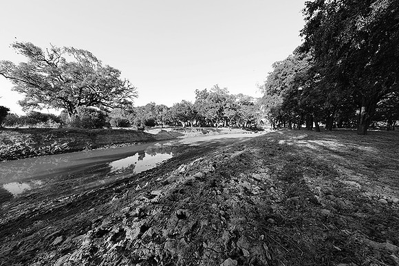 South Luangwa - ebony tree forest