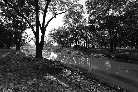 South Luangwa - ebony tree forest