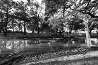 South Luangwa - ebony tree forest