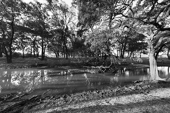 South Luangwa - ebony tree forest