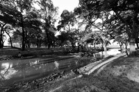 South Luangwa - ebony tree forest