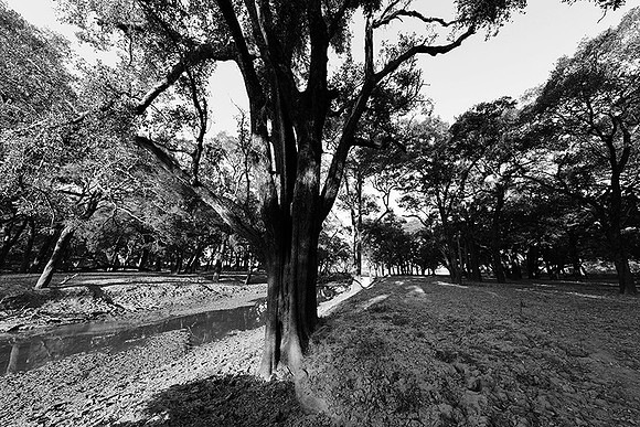 South Luangwa - ebony tree forest