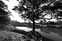 South Luangwa - ebony tree forest