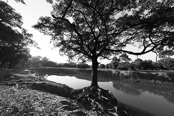 South Luangwa - ebony tree forest
