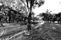 South Luangwa - ebony tree forest