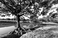 South Luangwa - ebony tree forest