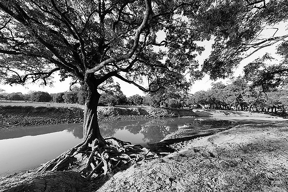 South Luangwa - ebony tree forest