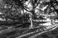South Luangwa - ebony tree forest