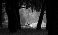 Impalas - South Luangwa