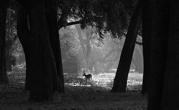 Impalas - South Luangwa