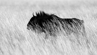 wildebeest - Liuwa Plain NP