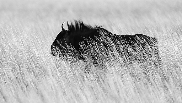 wildebeest - Liuwa Plain NP