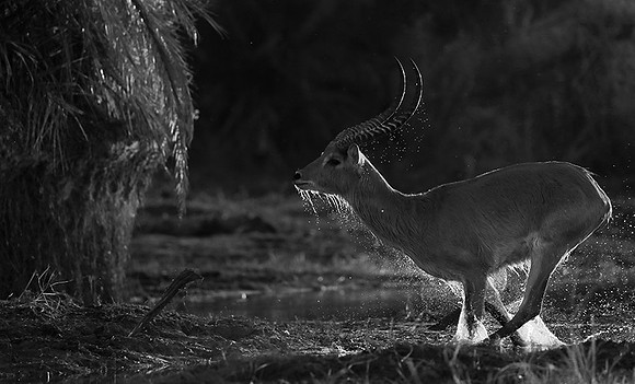 Lechwee - Kafue NP - Zambia