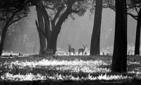 Impalas - South Luangwa