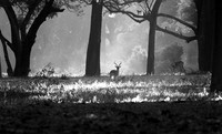 Impalas - South Luangwa