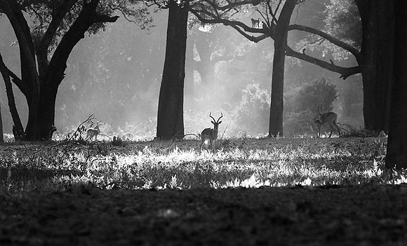 Impalas - South Luangwa