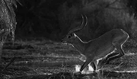 Lechwee - Kafue NP - Zambia