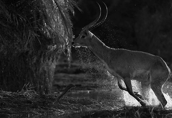 Lechwee - Kafue NP - Zambia