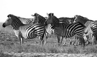 Zambia
