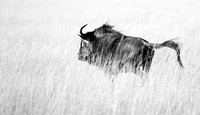 wildebeest - Liuwa Plain NP