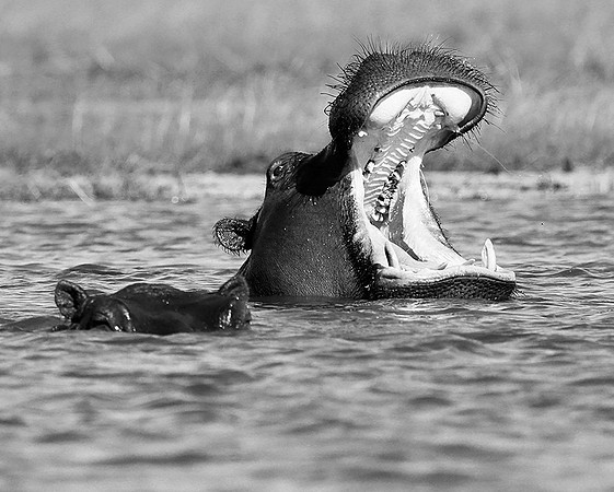Hippo at kafue National Park