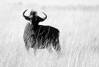 wildebeest - Liuwa Plain NP