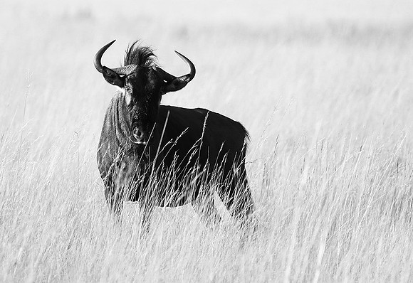 wildebeest - Liuwa Plain NP