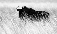 wildebeest - Liuwa Plain NP