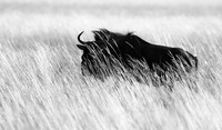 wildebeest - Liuwa Plain NP