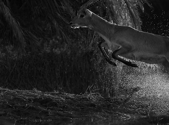 Lechwee - Kafue NP - Zambia