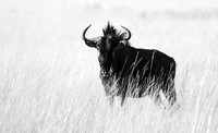 wildebeest - Liuwa Plain NP