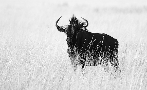 wildebeest - Liuwa Plain NP