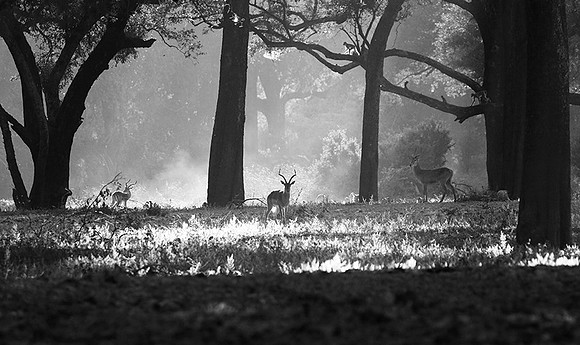 Impalas - South Luangwa