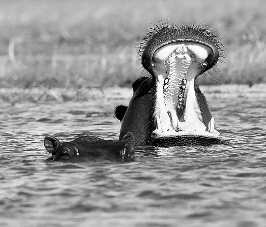 Hippo at kafue National Park