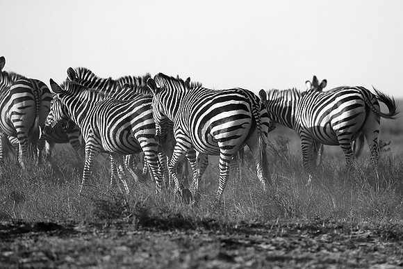 Liuwa Plain NP