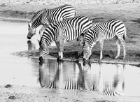 Zebras - Hwange NP