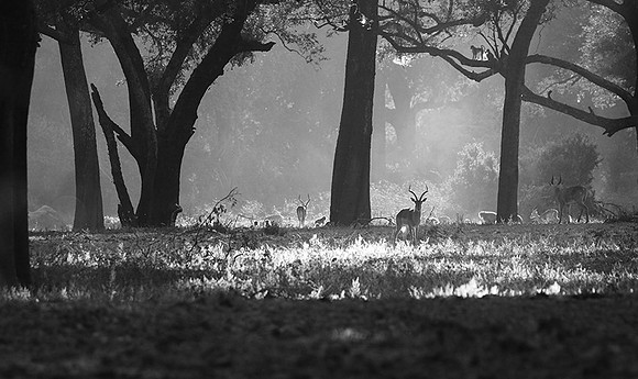 Impalas - South Luangwa