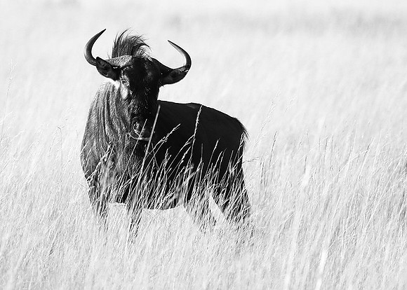 wildebeest - Liuwa Plain NP