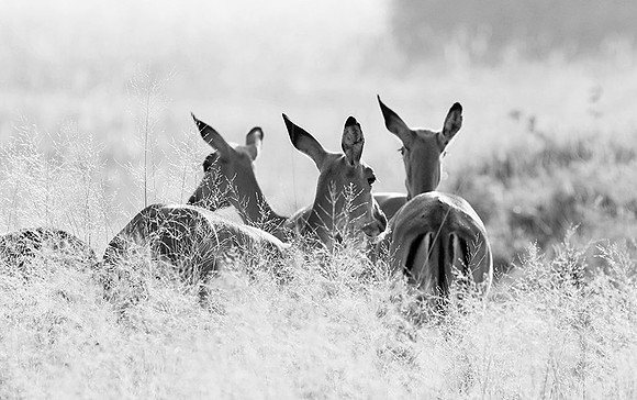 Impalas - delta of Okavango