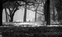 Impalas - South Luangwa