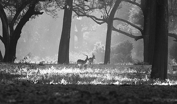 Impalas - South Luangwa