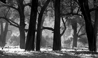 Impalas - South Luangwa