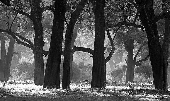 Impalas - South Luangwa
