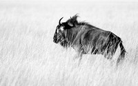 wildebeest - Liuwa Plain NP