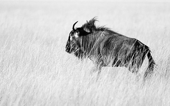 wildebeest - Liuwa Plain NP