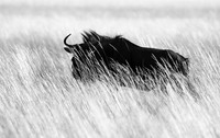 wildebeest - Liuwa Plain NP